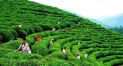 烟台茶叶电商小程序开发